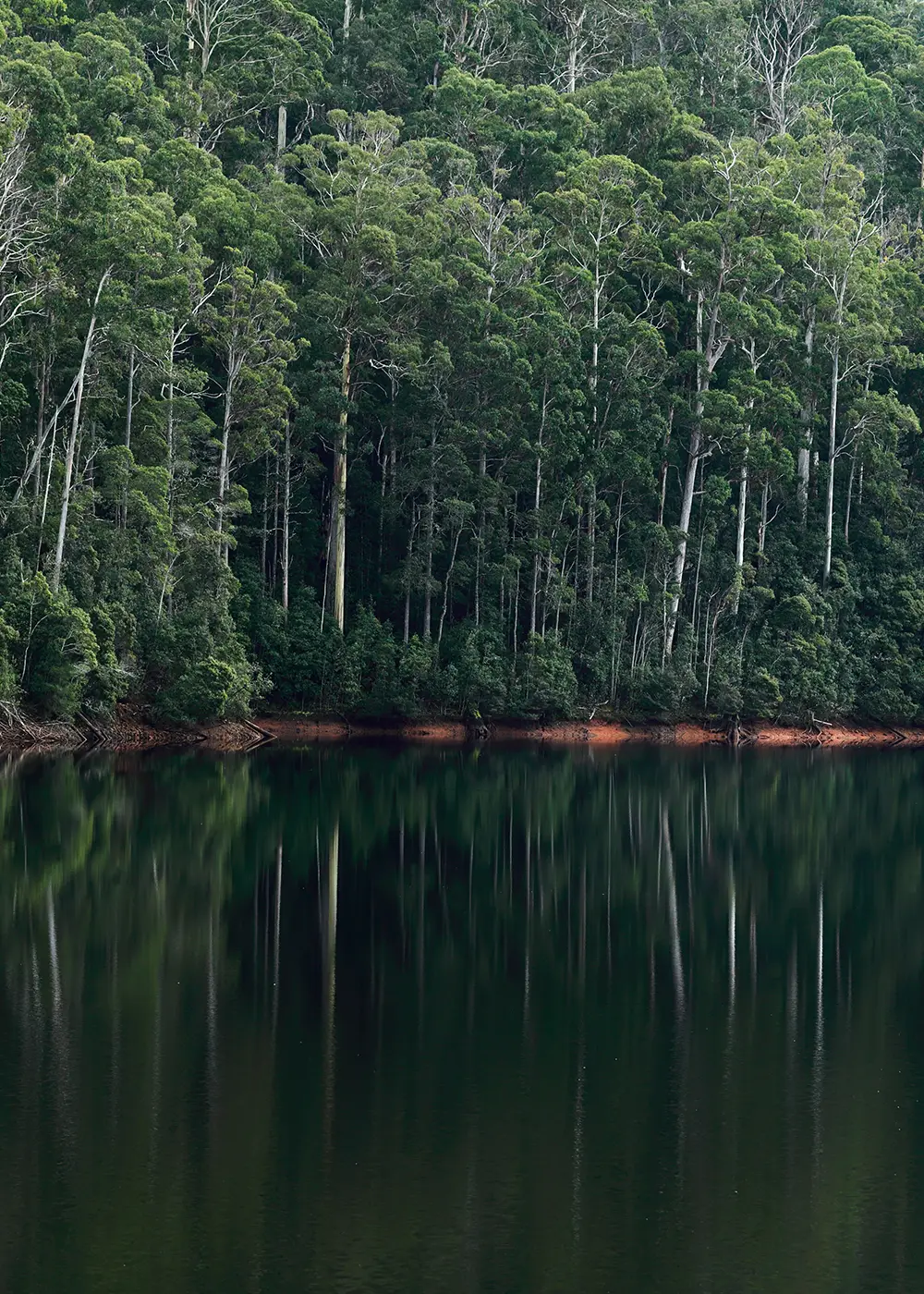 태즈매니아 TASMANIA