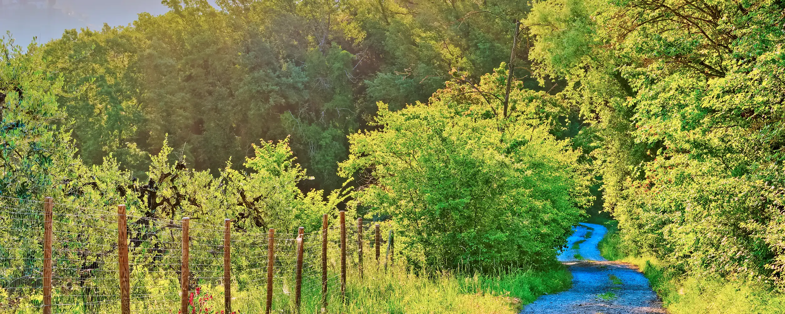 Sangiminano-산지미냐노