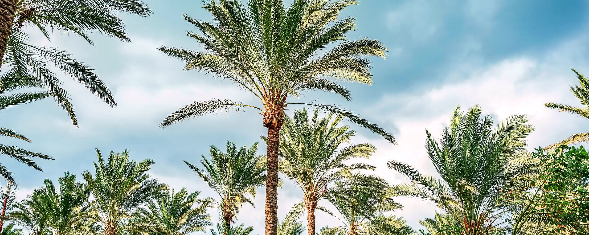 Alexandria-알렉산드리아