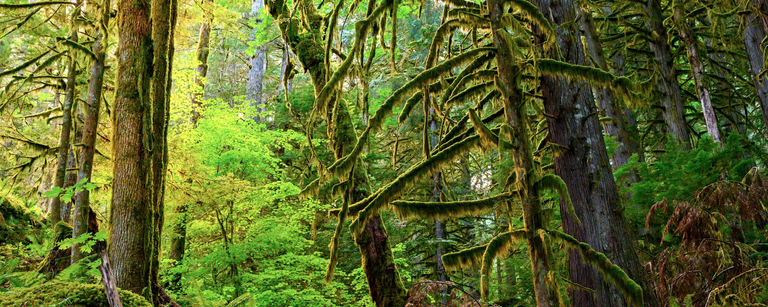 Squamish-스쿼미시